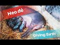 [15/12/2021] Wildboar giving birth || 8 piglets so cute || Heo Rừng Vĩnh Long 0977121452