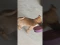 Puppy obsessed with his cat sibling's bowl. Teething Problems ig #softpaws #rescuepuppy #ytshorts