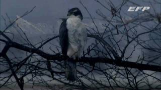 Raptor Profile vol.1　オオタカ Northern Goshawk in Hokkaido