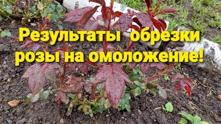 Результаты обрезки розы на омоложение!