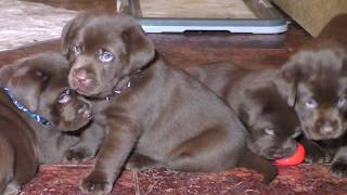 ЩЕНКИ ЛАБРАДОРА шоколадного окраса Labrador puppies for sale