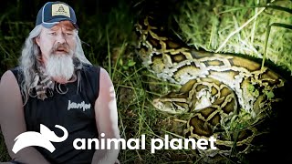 Cacería de pitones en lugares tenebrosos | Guardianes del Pantano | Animal Planet