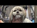 Asian Fusion Style Shih Tzu Face