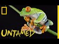 Redeyed tree frog  untamed