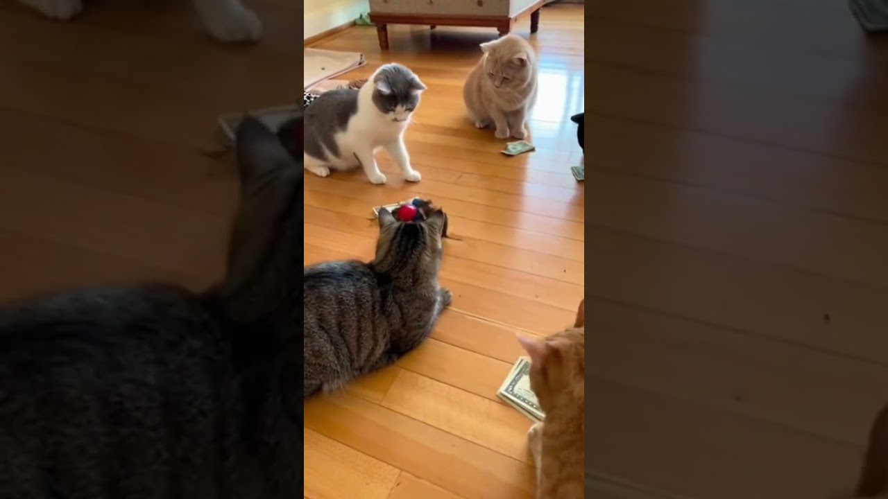 "2 Rats Boxing While Cats Watch 😂🥊🔥"