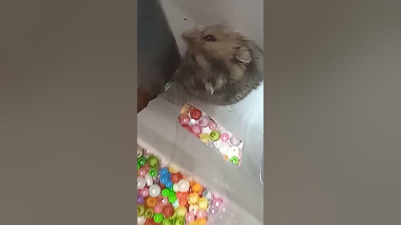 хомячок - YouTube