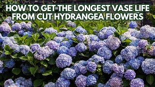 How To Get The Longest Vase Life From Cut Hydrangea Flowers