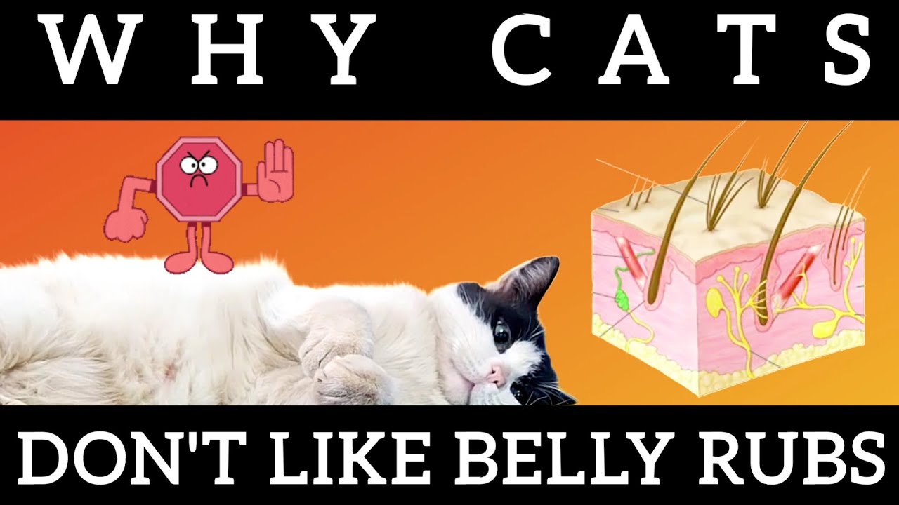 Why cats don't like belly rubs