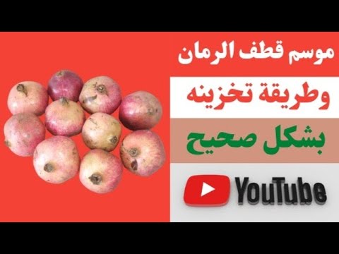 قطف الرمان وتخزينه بشكل جيد وقت قطف الرمان موسم قطف قطف الرمان