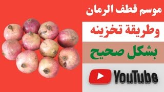 قطف الرمان وتخزينه بشكل جيد وقت قطف الرمان موسم قطف قطف الرمان