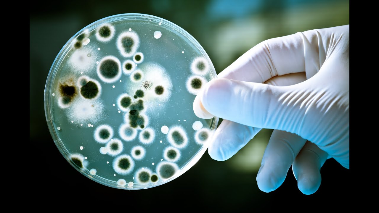 Vinyl Antimicrobial Gloves