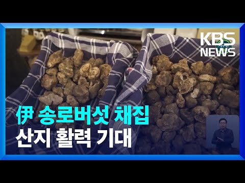 [글로벌K] 유네스코 인정 ‘이탈리아 <strong>송로버섯</strong> 채집’…산지 활력 기대 / KBS  2022.01.26.