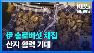 [글로벌K] 유네스코 인정 ‘이탈리아 송로버섯 채집’…산지 활력 기대 / KBS  2022.01.26.