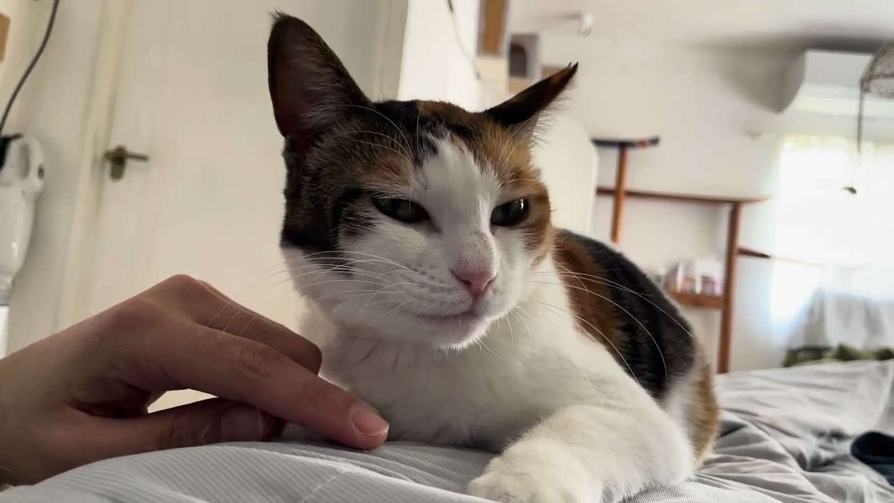 今日は甘えたい猫