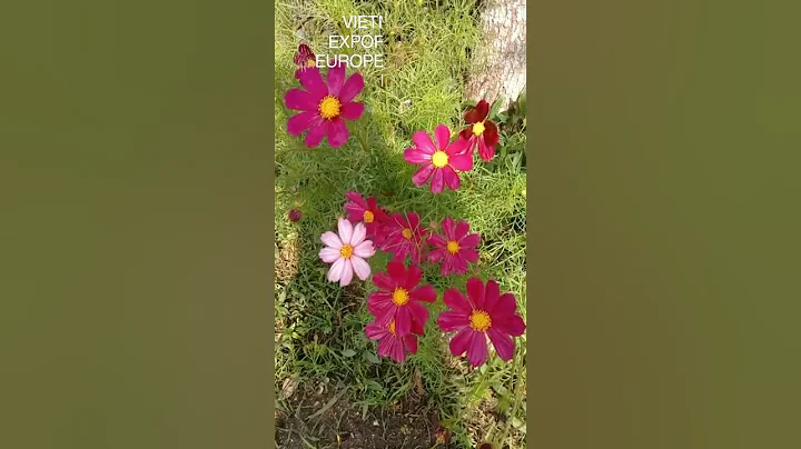 Vietnam's Main Export Market In Europe And America In 2024