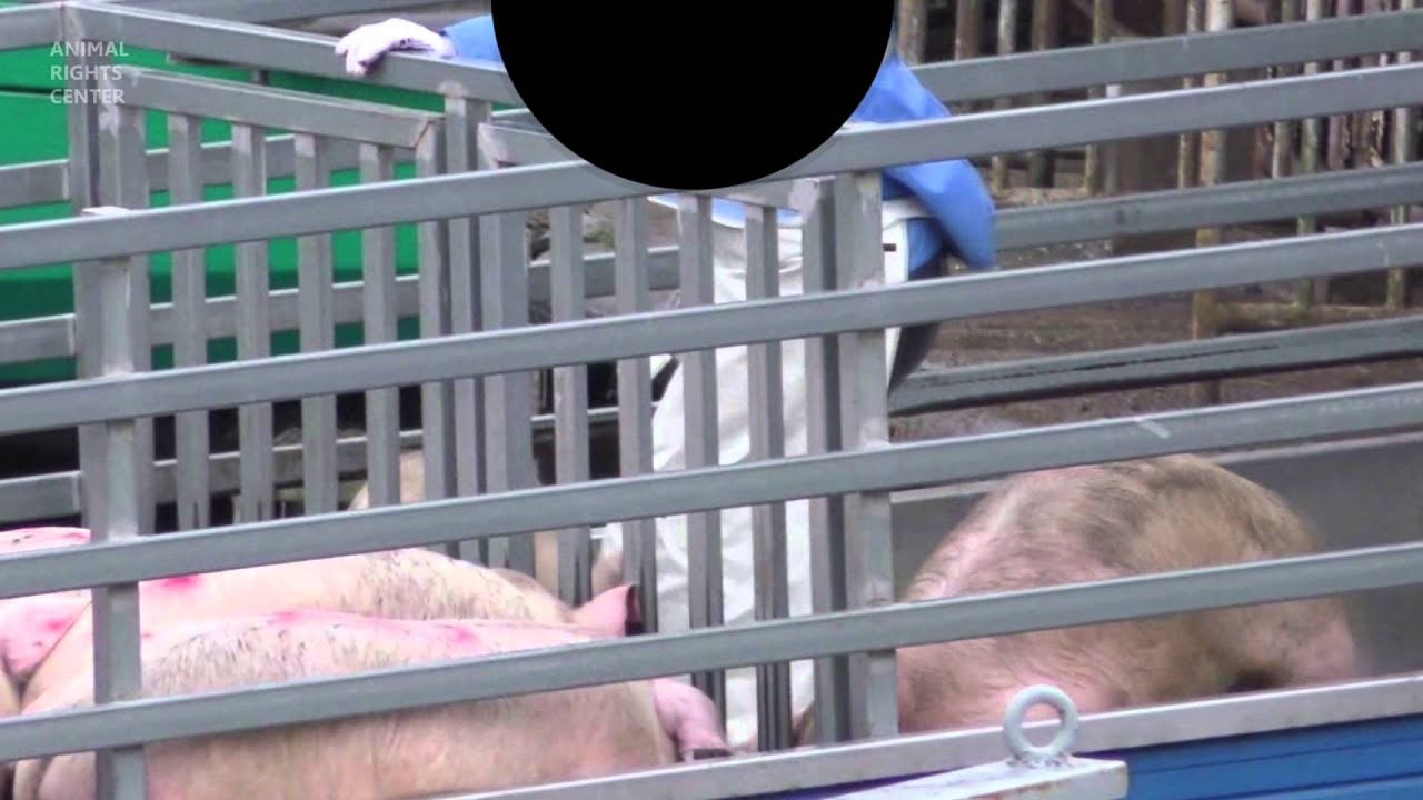 犬山玉姬 Stop cruelty for pig in Japan