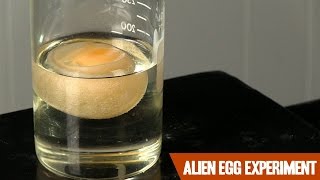 eggciting Science Experiment // Gone Wrong!