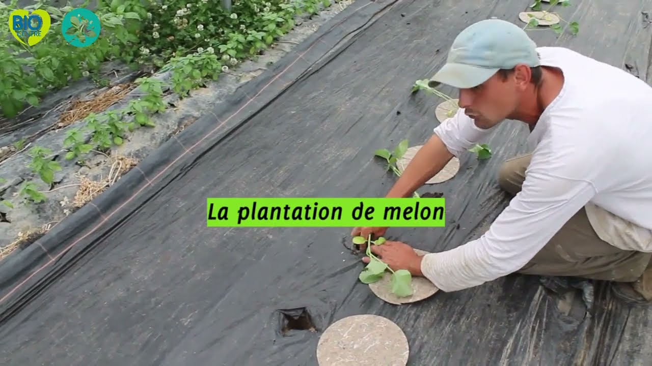 Plantation de melon sur des planches en non travail du sol
