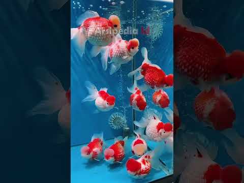 Memelihara ikan mas koki mutiara di aquarium rumah #ikanhiasairtawar #ikanhiaskoki #ikanhias