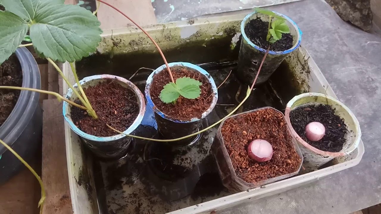 Cara Semai Bawang Merah Wick Hidroponik 