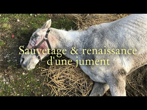 Sauvetage Et Renaissance D'une Jument