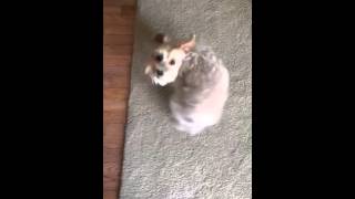 Schnoodle Tricks