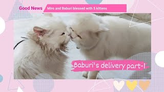 Baburi ki third time wali delivery || part1 ||  #miroandbaburi