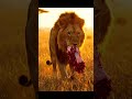 A lion holding #ethology #animalbehavior #animals #wildanimals