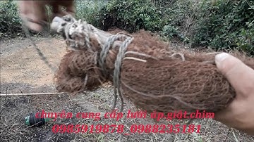 Cách cắm lưới úp.giật chim.hiệu quả dễ dàng.