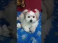 Live highlight