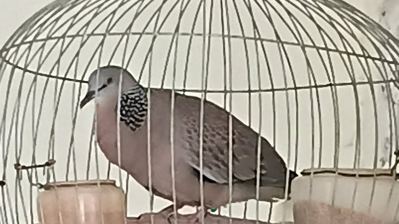 លលកសំលេងតូចលេងលើ