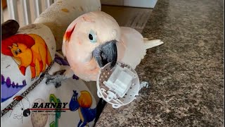 Barney Loves Playing Games