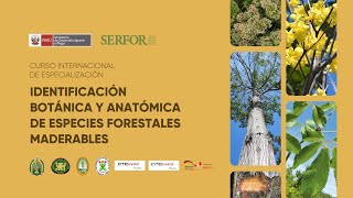 Curso internacional “Identificación botánica y anatómica de especies forestales”  Módulo II