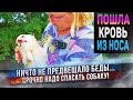 Срочно летеим в клинику спасать собаку!