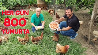 I went to the Wandering Chicken Farm Tuğra Poultry