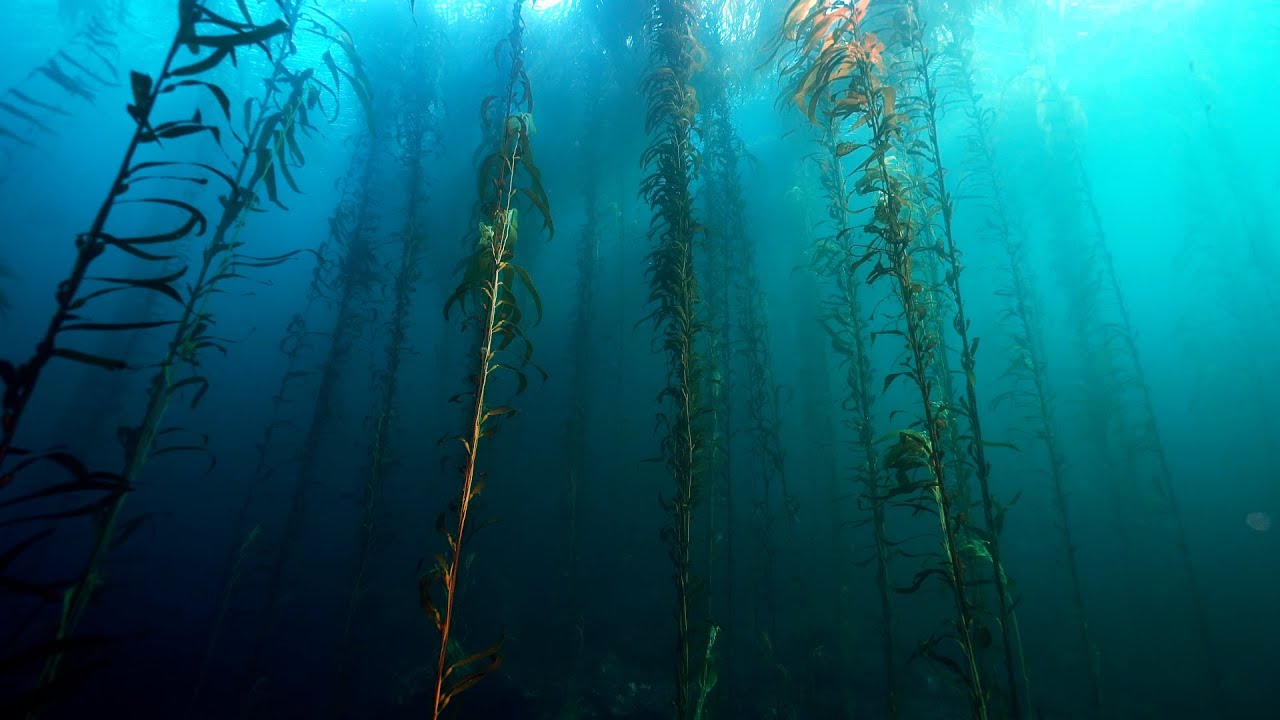 Península Mitre: Um paraíso escondido na Argentina, fundamental para mitigar as mudanças climáticas