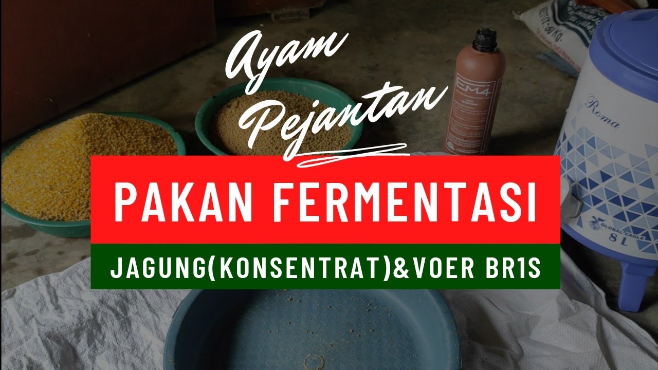 Pakan Fermentasi Ayam Pejantan || Jagung Giling (Konsentrat Pedaging) dan Voer BR1S!!!