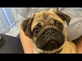 Super cute pug with lagophthalmus (incomplete blink) &amp; macropalpebral fissure causing corneal ulcer