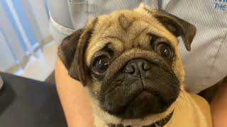 Super cute pug with lagophthalmus (incomplete blink) & macropalpebral fissure causing corneal ulcer