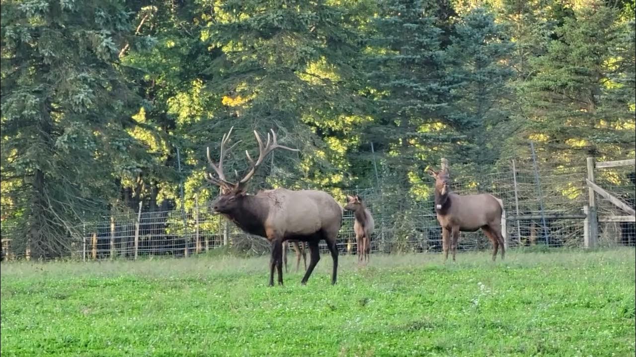 Elk Bugling in Elk Co PA YouTube