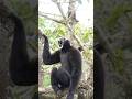 suara siamang di hutan #hewanlucu #monkey