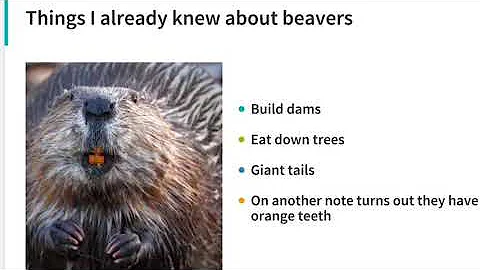 Beaver Presentation: Meredith Peterson