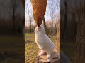 Миленький заяц