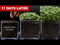 Mustard Seeds Growth 11 Days Time Lapse