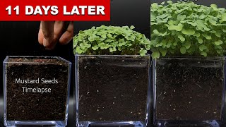 Mustard Seeds Growth 11 Days Time Lapse