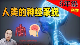 【神经系统】PART 1/2 【人类】 | 6年级 | KSSR  SEMAKAN  | TSLAU