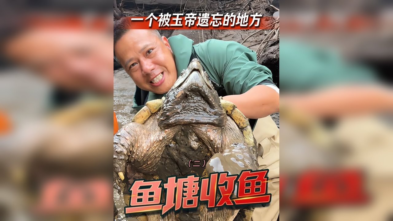 没想到！老板五年前放下去的白龟，竟然是它