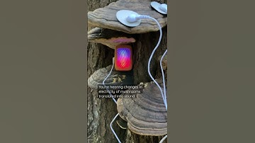 Thumbnail of Mushroom Music with PlantWave recorded in Alaska. #plantwave #mushroom #mushrooms  #mushroommusic