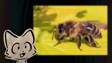 test video (might delete later)