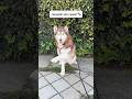 день собаки🐶 #хаски #ласка_холодок #собака #siberianhusky #собачьяжизнь #husky